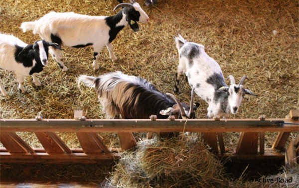 Visite d'une ferme et dégustation de fromage de chèvre