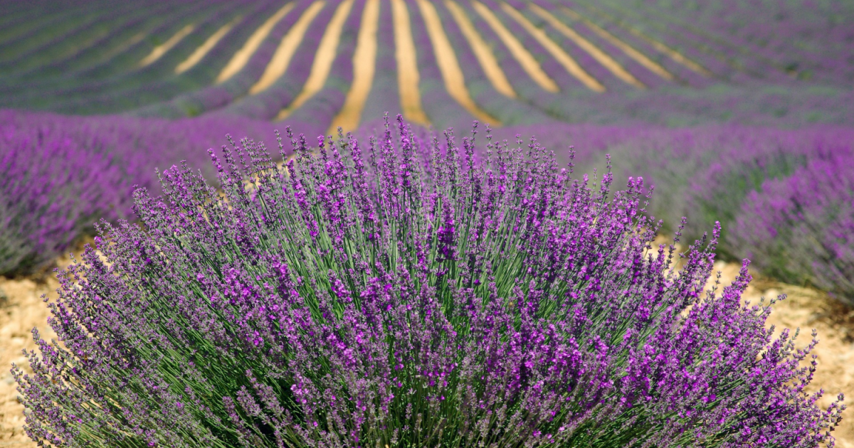 la lavande une plante emblematique de la provence la lavande une plante emblematique de